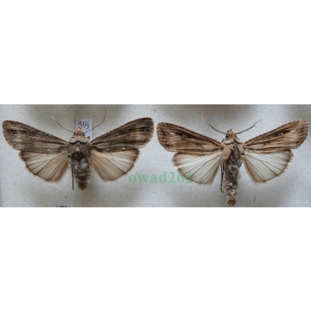 Agrotis ipsilon (Hufnagel, 1766) pair Rolnica gwoździarka Czech59j